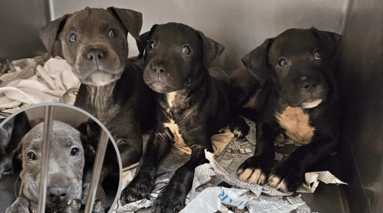 11 Puppies Found Abandoned in Kansas Crate Ahead of Storm—All Rescued