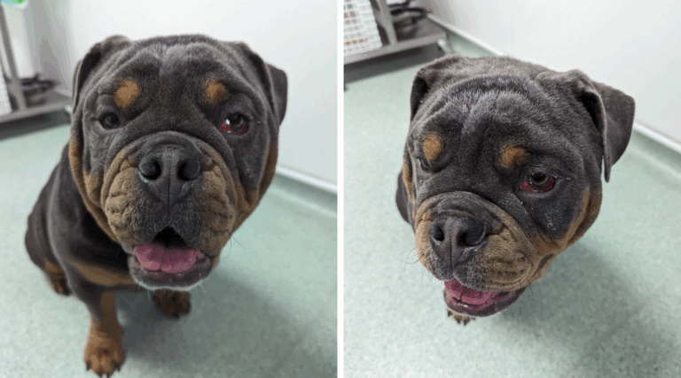 Dog Abused by Owner Learns to Trust Again After Rescue