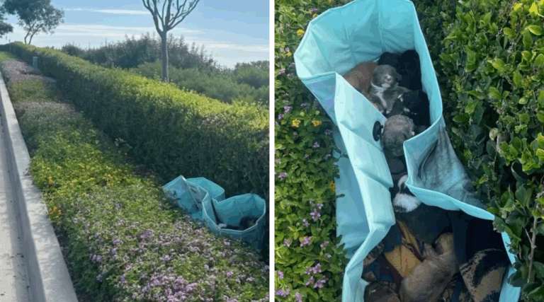 Ten Abandoned Puppies Get a Second Chance After Being Dumped in Roadside Pool