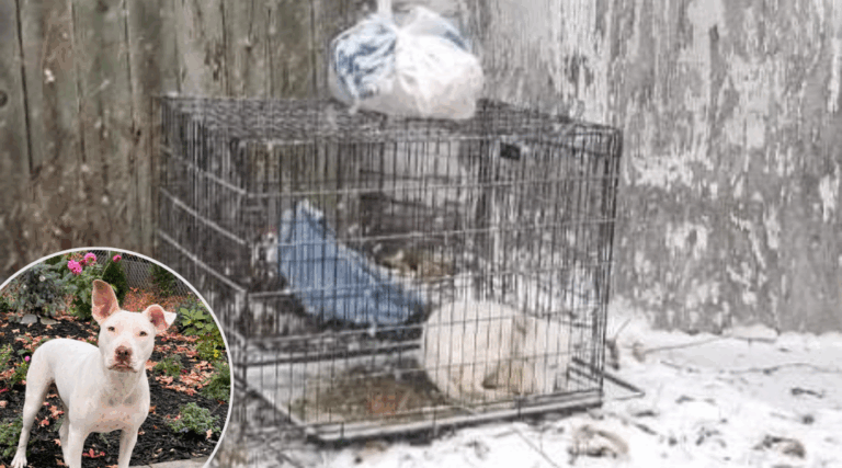 Dog Abandoned in Freezing Cold Completely Transforms After Rescue