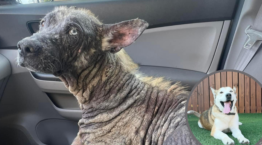 Abandoned Dog Was So Neglected He Turned to ‘Stone’—Now He’s Unrecognizable