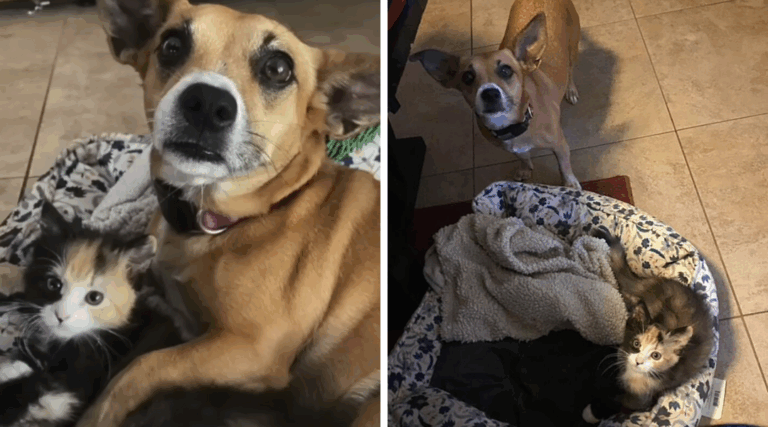 Rescue Dog Finds Abandoned Kitten—and Becomes Her Best Friend