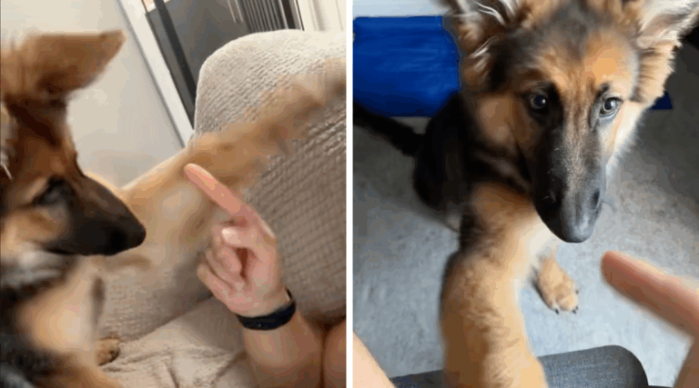 Stubborn German Shepherd Puppy Refuses to Learn the Word ‘No’—And the Internet Loves It