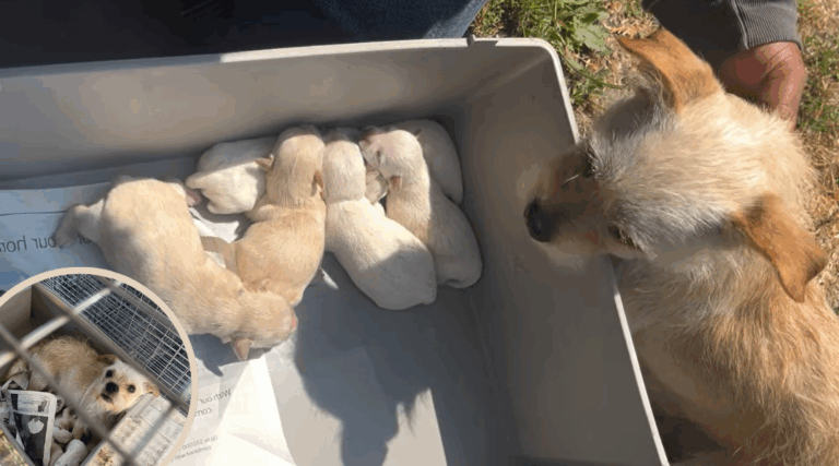Abandoned Next to a Trailer, This Dog Refused to Leave Her Puppies