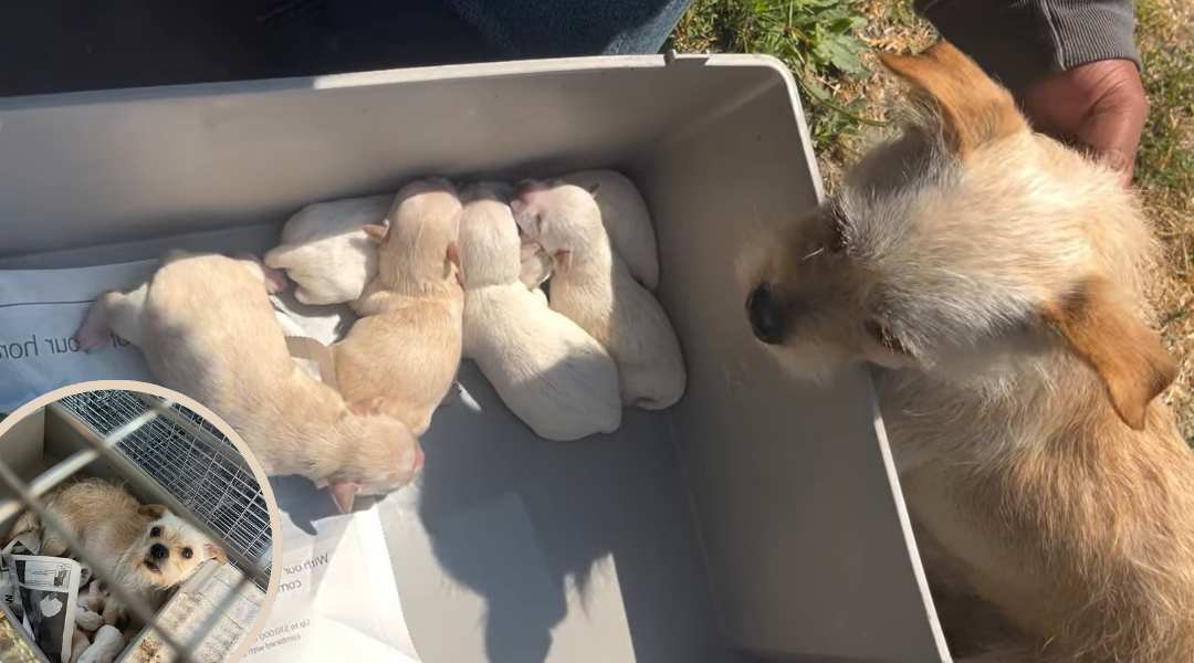 Abandoned Next to a Trailer, This Dog Refused to Leave Her Puppies