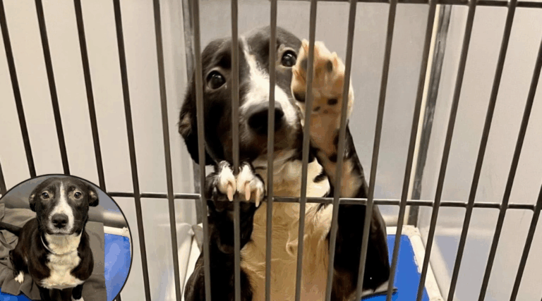 Shelter Dog Was About to Be Euthanized—Now She Has a Forever Home