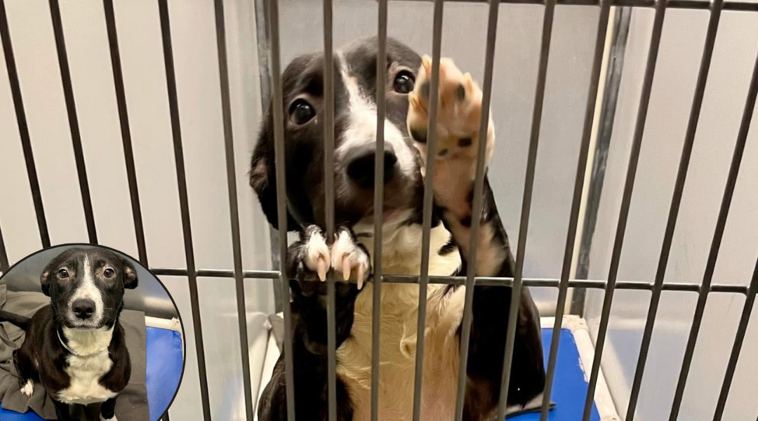 Shelter Dog Was About to Be Euthanized—Now She Has a Forever Home