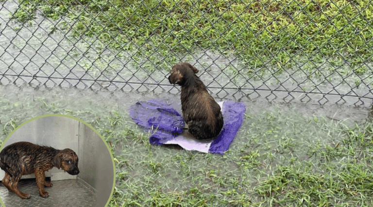 Abandoned Puppy Found in Texas Rainstorm—Too Weak to Move, Covered in Parasites