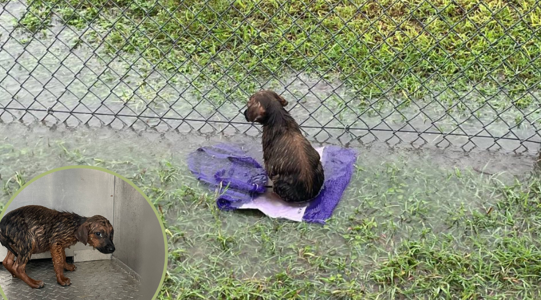 Abandoned Puppy Found in Texas Rainstorm—Too Weak to Move, Covered in Parasites