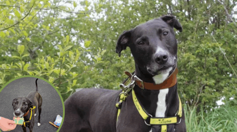 Senior Dog Has Waited 3 Years at Shelter With Just One Visitor—Still Looking for His Family