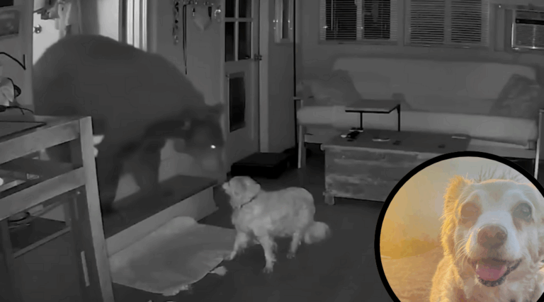 Tiny Senior Dog Chases Massive Bear Out of California Home