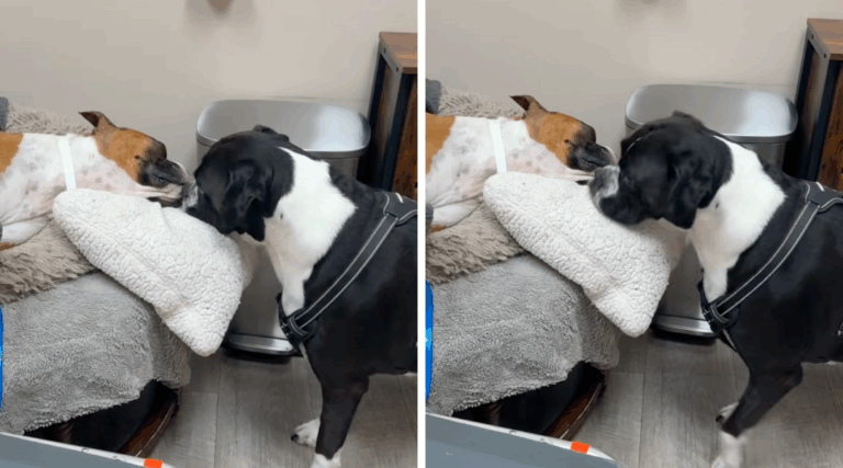 Dog’s Heartbreaking Goodbye to His Sister Leaves Owner in Tears