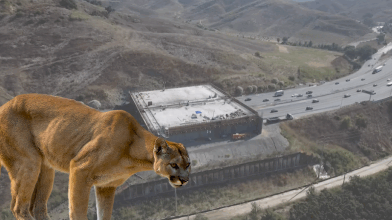 World’s Largest Wildlife Crossing Being Built To Protect Mountain Lions Of Southern California
