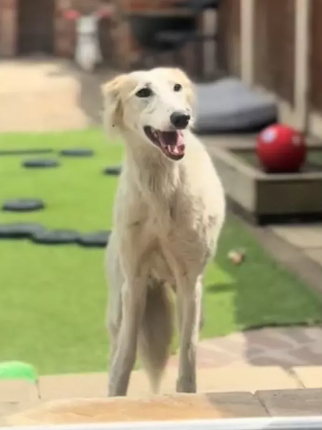 From Hiding to Zoomies