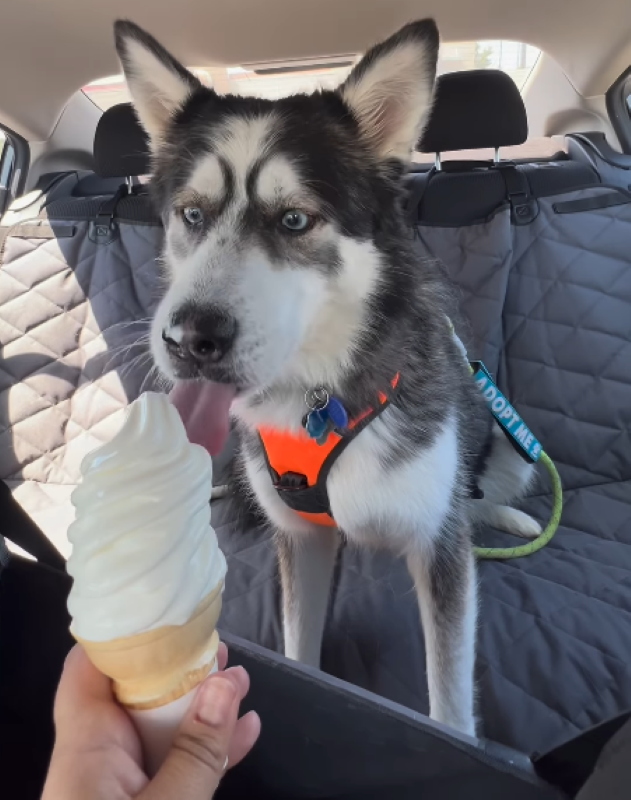 A Moment of Joy for a Dog Who’s Been Through a Lot