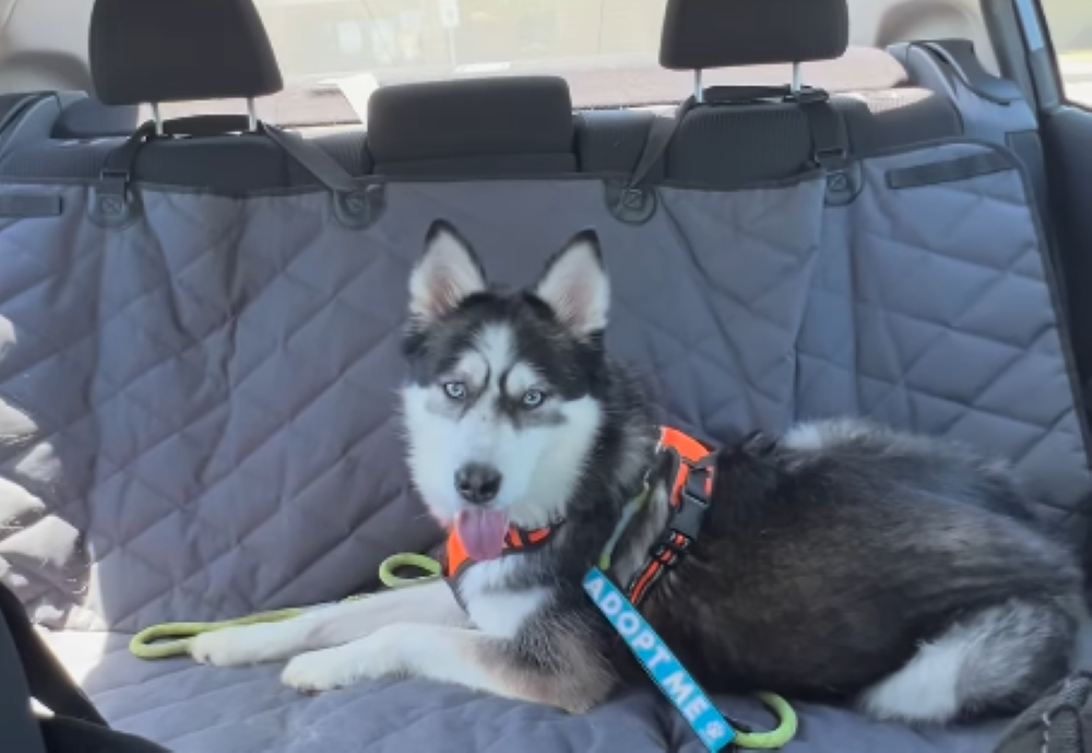 Why Ozzy Is Still Waiting