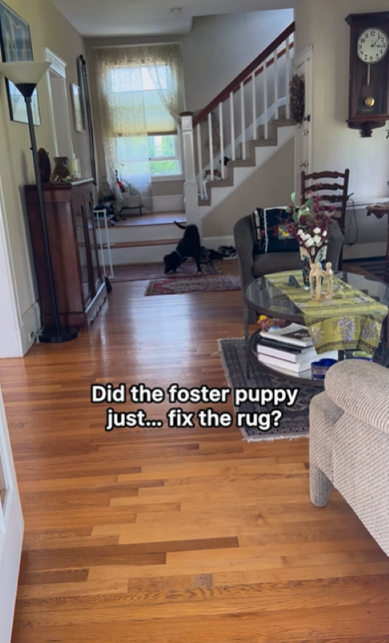 From Shelter Statistics to Second Chances