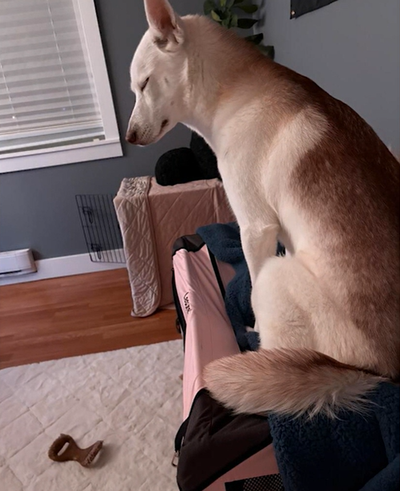 A Husky Waiting for More