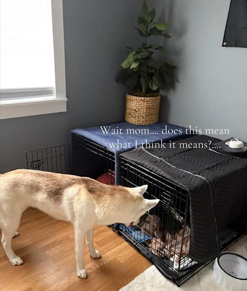 Playful Hearts and Sibling Love