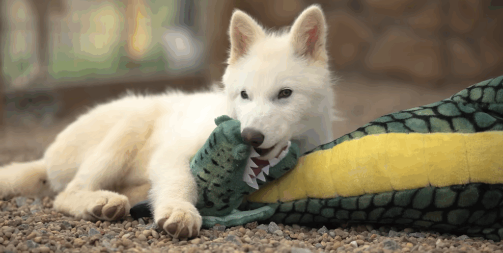 Khaleesi’s Gentle Entry into the Pack