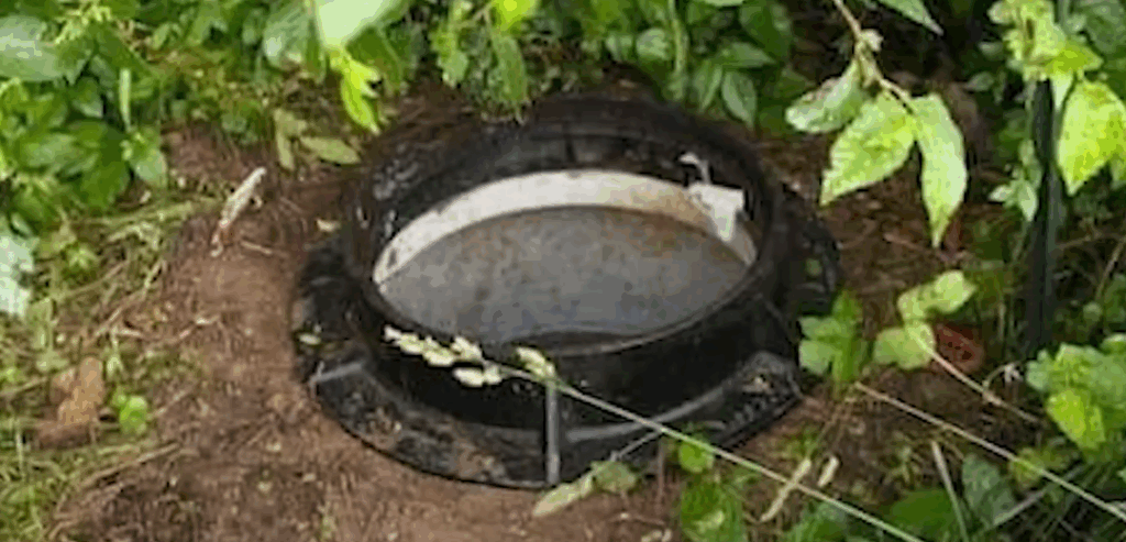 A Shocking Discovery in the Sewer