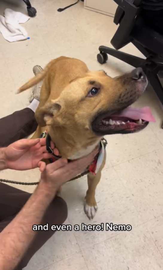 A Hero Deserving a Home
