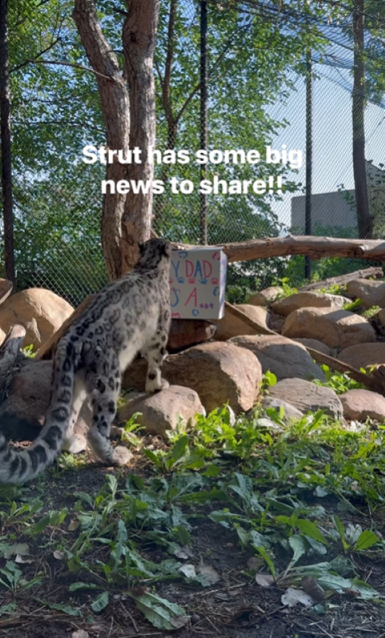 A Mysterious Box in Strut’s Enclosure