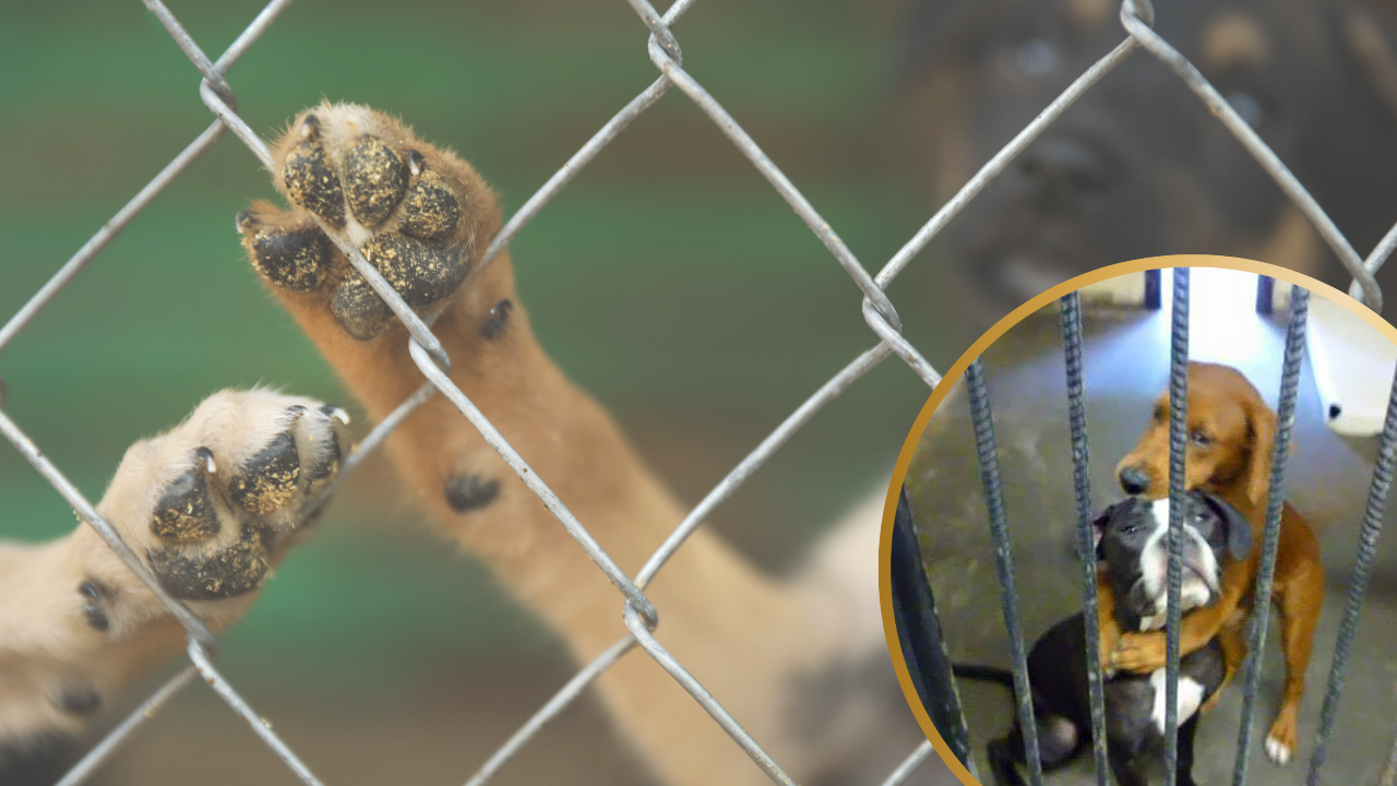 Photo of Georgia Shelter Dogs Hugging Each Other Before Euthanasia Inspires Rescue Saving Their Lives