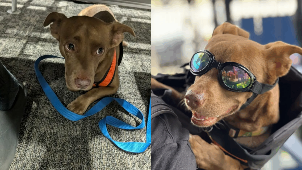 The Rescue Pup Who Couldn’t Make Eye Contact Now Soaks Up the World from His Dad’s Bike Pack