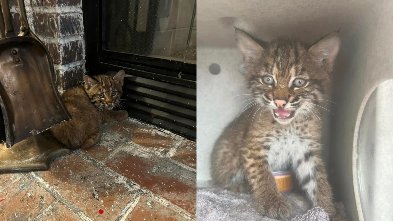 Family Thinks They Rescued a Kitten During a Storm—Then Realizes It’s Something Else