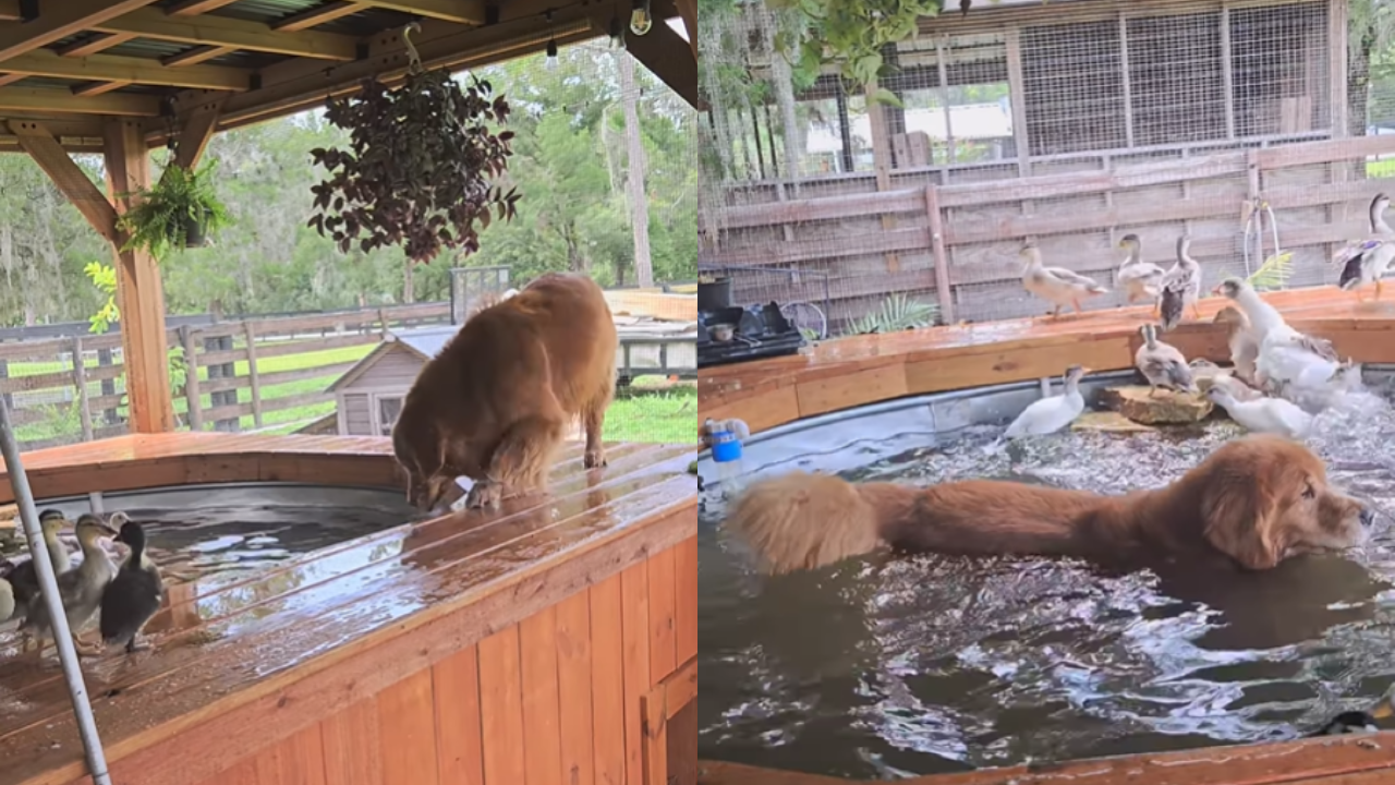 Golden Retriever Jumps Into Duck Pond and Chaos (and Cuteness) Follows