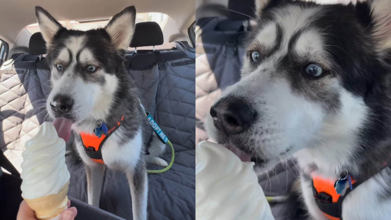 Shelter Husky Tries Ice Cream for the First Time and Melts Hearts With His Expressions
