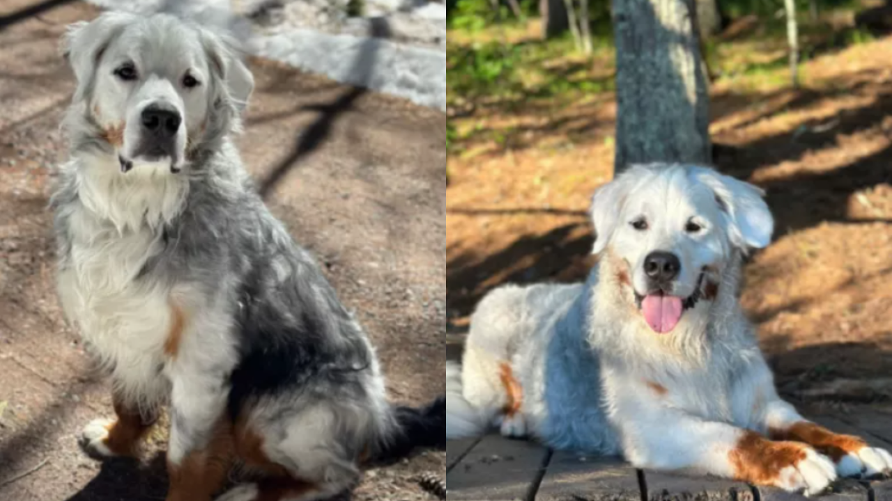 Bernese Mountain Dog Slowly Turns Completely White And The Reason Surprises Everyone