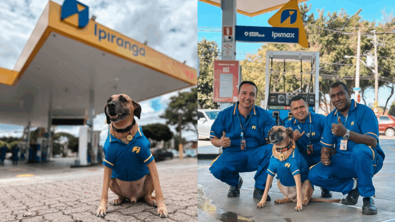 From Street Stray to National Hero: How One Gas Station Pup Inspired a Rescue Movement in Brazil