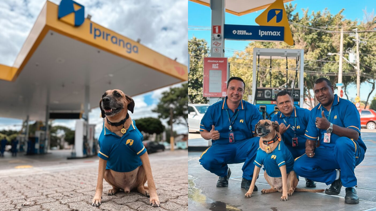 From Street Stray to National Hero: How One Gas Station Pup Inspired a Rescue Movement in Brazil