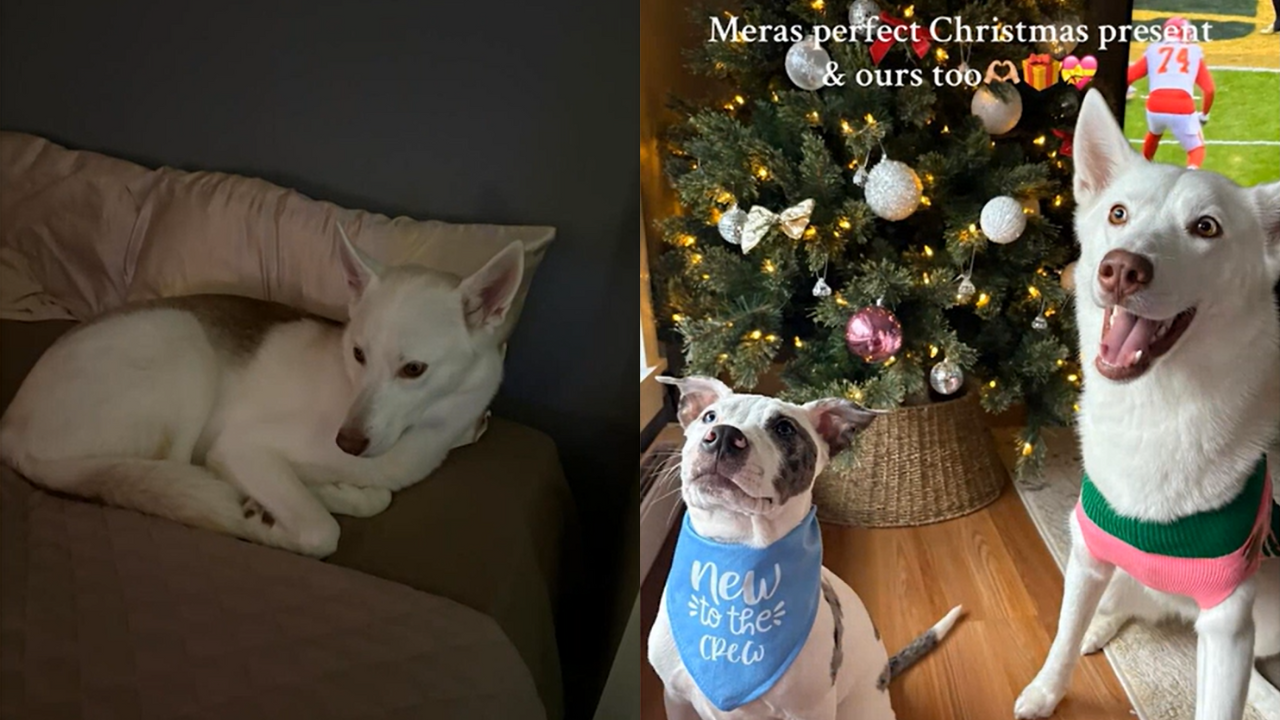 Lonely Husky Beams With Pure Joy After Getting a Puppy Brother