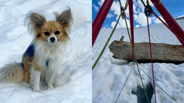 Hiker Saved from Glacier Crevasse Thanks to His Loyal Chihuahua’s Incredible Heroism