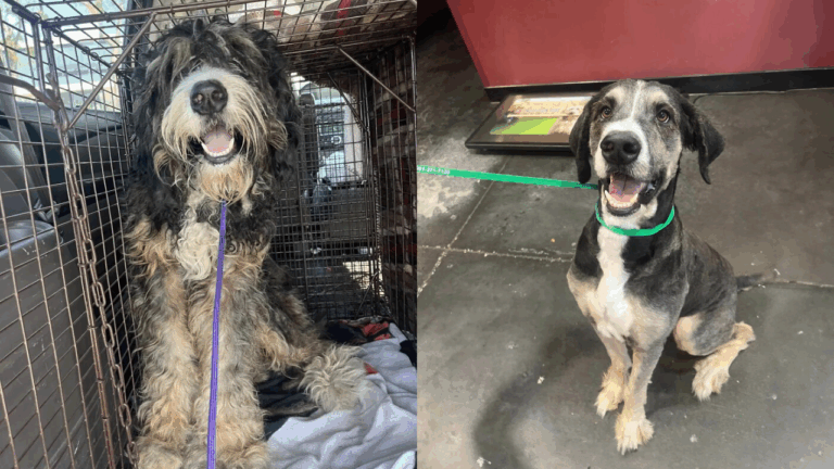Giant Dog Dumped on the Street Gets Rescued by Kind Neighbors and Transforms into a Happy Pup