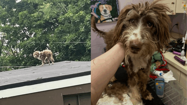 Stray Malnourished Pup Found on Rooftop Melts Hearts and Finds Hope in New Jersey Rescue