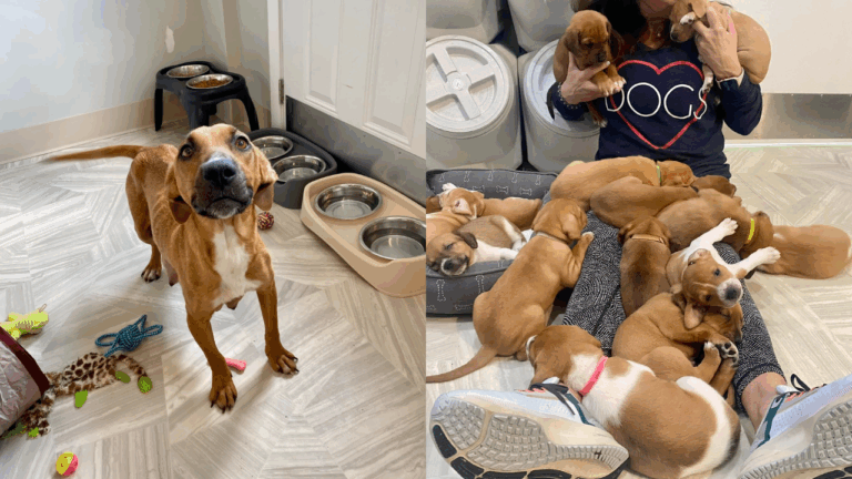 Dog Gives Birth to 14 Puppies and Leaves Rescuers in Total Shock — But That’s Just the Beginning
