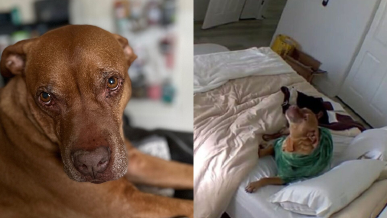 Arizona Woman Finds Out the Heartbreaking Reason Her Dog Messes Up the Bed