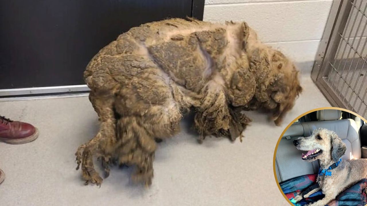 Matted Poodle Transforms Into a Joyful Dog After Stunning Rescue Makeover