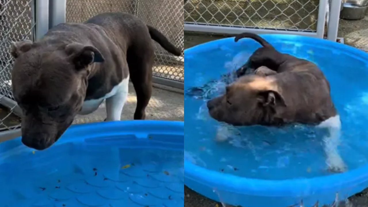 Senior Shelter Dog Makes a Splash in Paddling Pool, Sending Ripples Through Viewers' Hearts