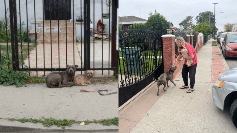 Two Stray Dogs Cling to Each Other Until Help Arrives, But Refuse to Be Rescued Separately
