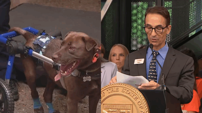 Arizona Passes 'Jerry’s Law' to Protect Abused Dogs After Heartbreaking Rescue
