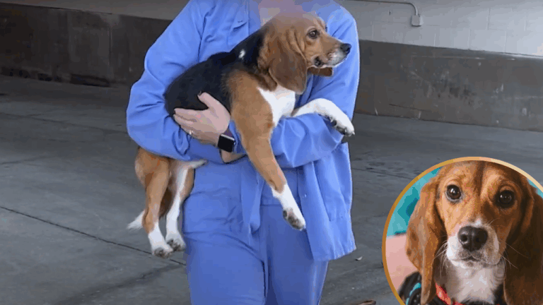 Beagle Rescued From Lab Learns How to Be a Dog—and Finds the Perfect Home