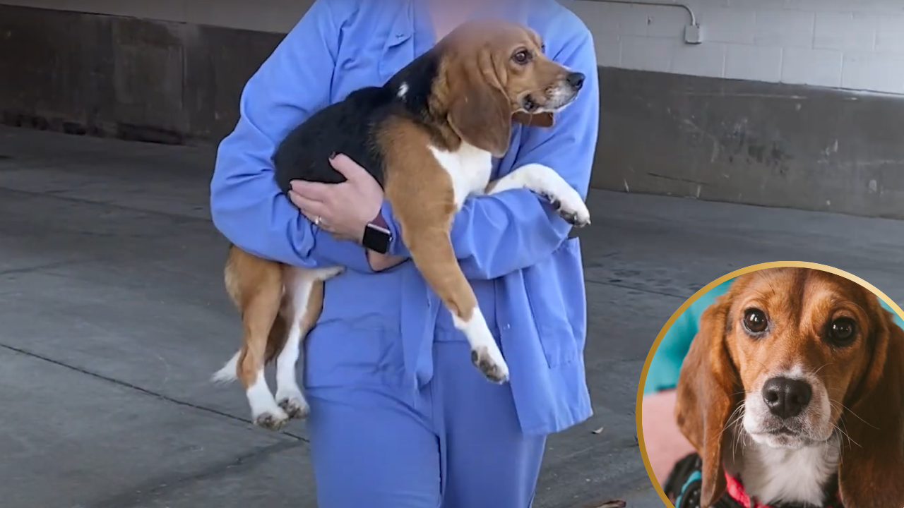 Beagle Rescued From Lab Learns How to Be a Dog—and Finds the Perfect Home