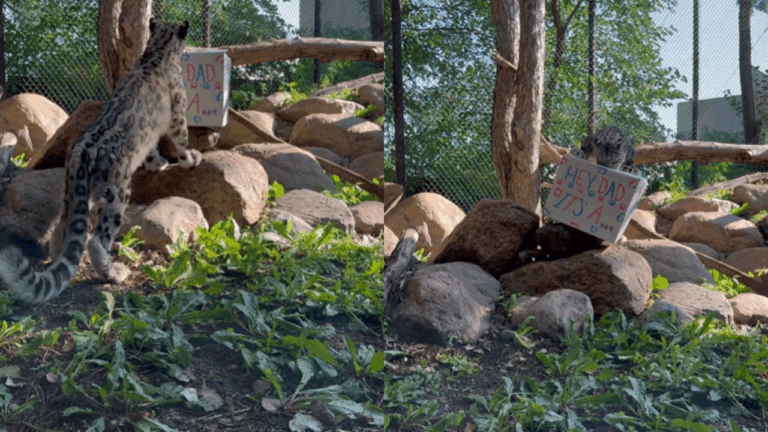 Snow Leopard Dad Reacts Adorably to His Cub’s Gender Reveal and It’s Pure Magic