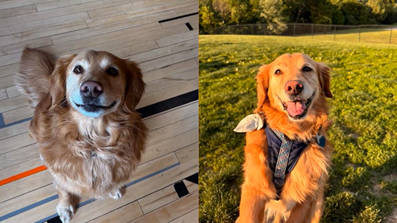 Woman Had No Plans to Adopt Until She Locked Eyes with the Shelter’s Oldest Dog