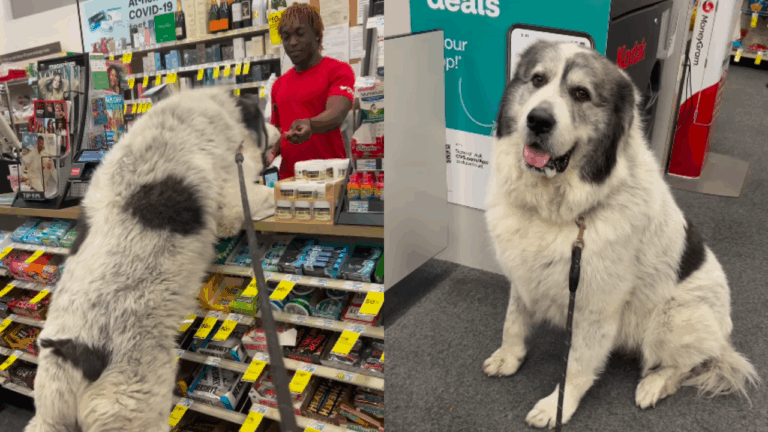 Ritchie the Gentle Giant Great Pyrenees, Visits His Favorite Store Every Day for Treats and Love